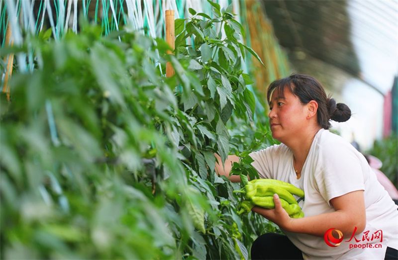 Investir em Henan: agricultura possibilita geração de riqueza para população geral