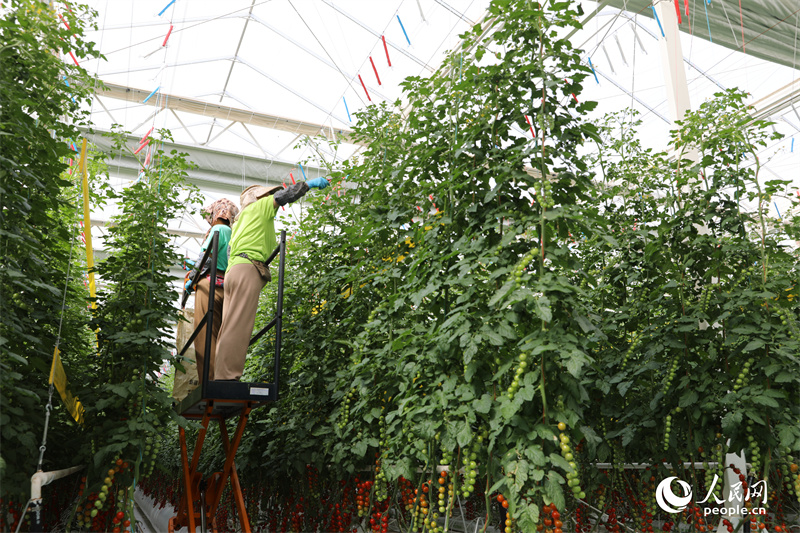 Investir em Xinjiang: tecnologia de ponta aplicada em parque agrícola permite colheitas durante todo o ano