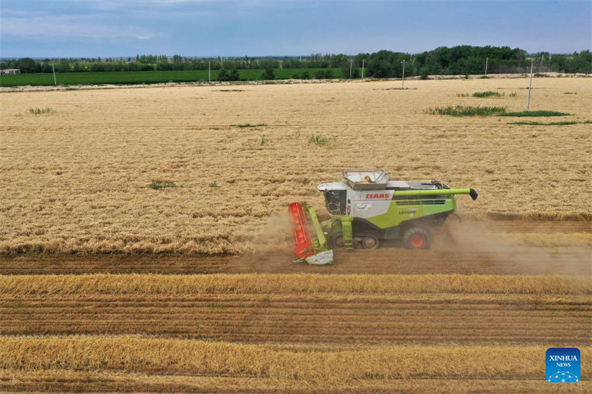 Grande área de produção de trigo em Xinjiang entra na temporada de colheita