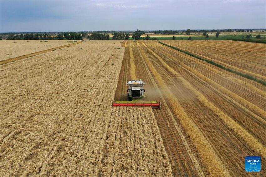 Grande área de produção de trigo em Xinjiang entra na temporada de colheita