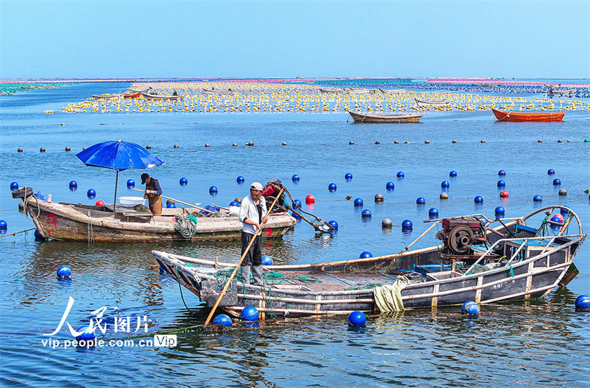 Rongcheng: rancho marinho decorado com novo tipo de flutuadores coloridos