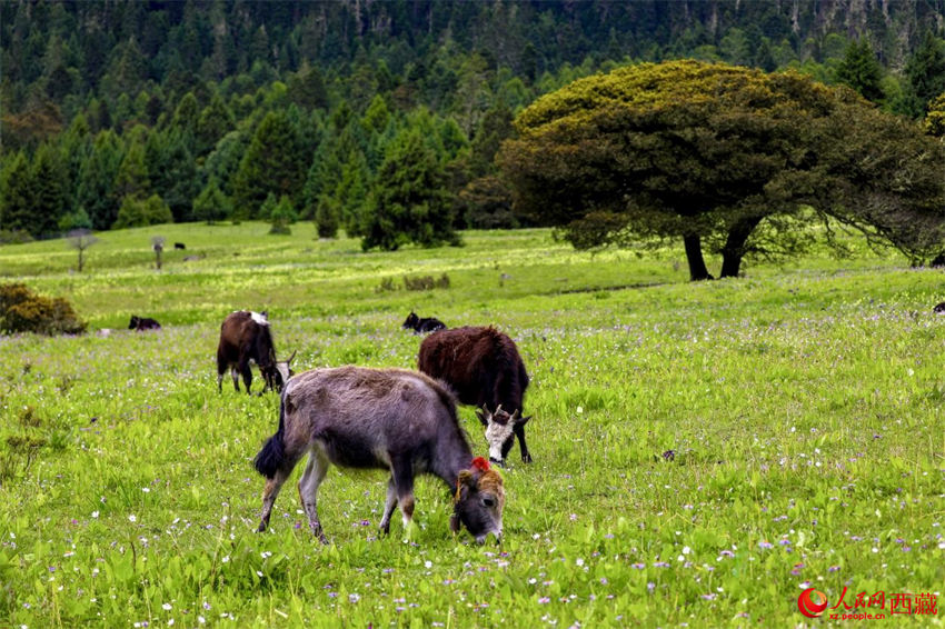 Xizang: vila de Lulang desenvolve turismo ecológico