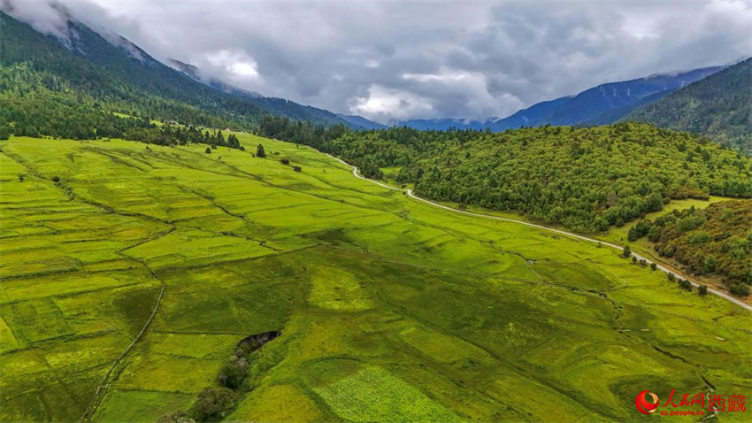 Xizang: vila de Lulang desenvolve turismo ecológico