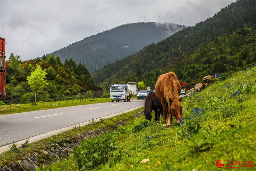 Xizang: vila de Lulang desenvolve turismo ecológico