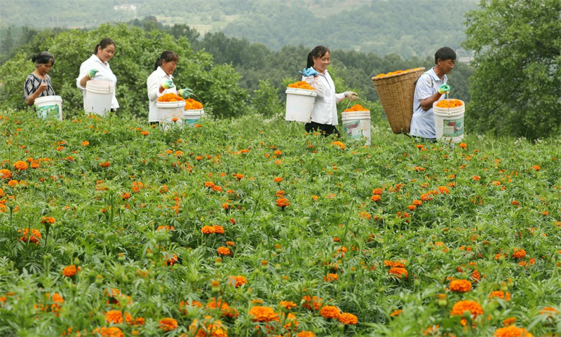 Cultivo de tagetes erecta contribui para aumento da renda da população