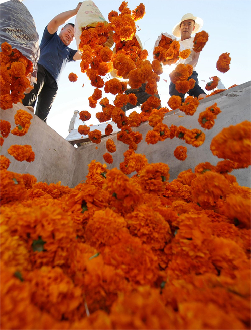 Cultivo de tagetes erecta contribui para aumento da renda da população