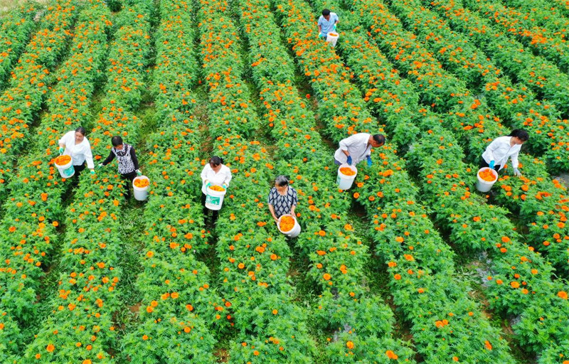 Cultivo de tagetes erecta contribui para aumento da renda da população