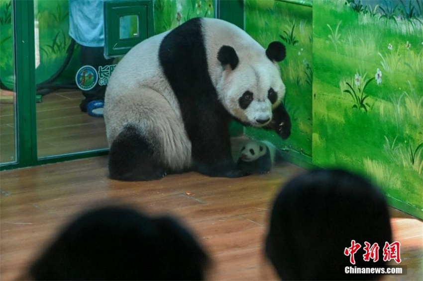 Únicos pandas gigantes trigêmeos do mundo completam 10 anos, estabelecendo dois títulos no Guinness World Records