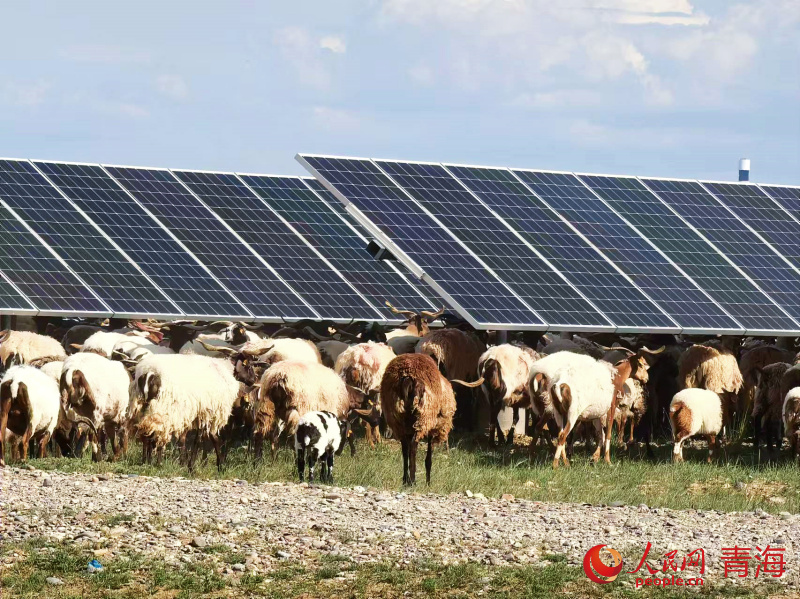 Qinghai: exploração de energia solar dá origem a ecossistema peculiar