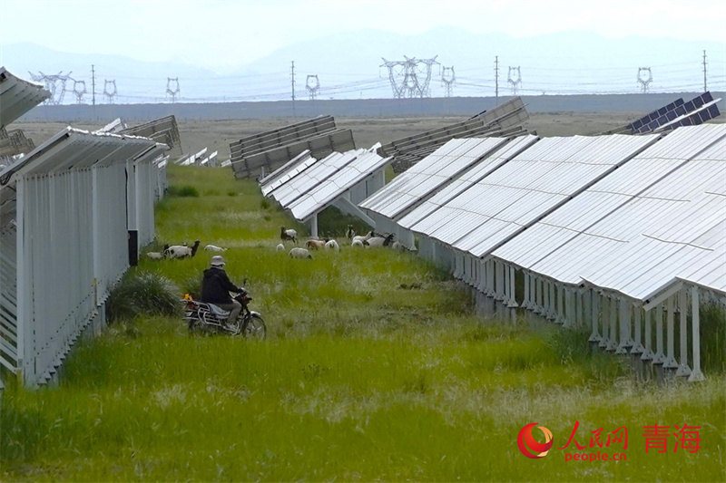 Qinghai: exploração de energia solar dá origem a ecossistema peculiar