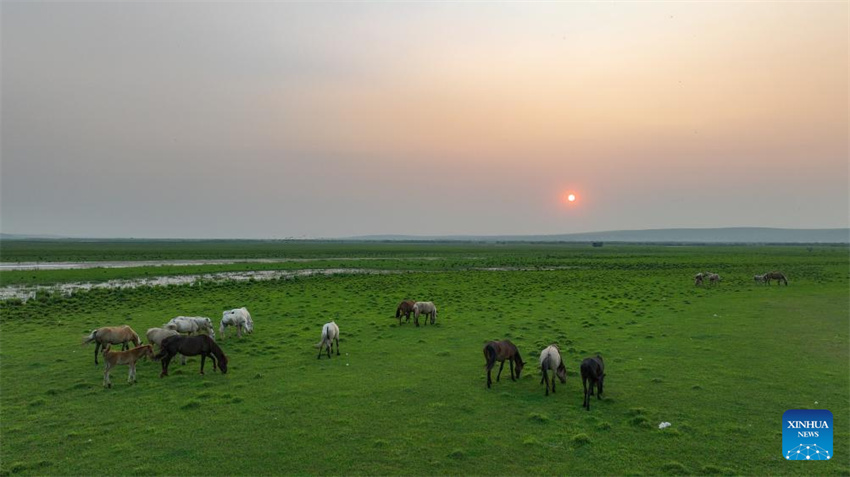 Uma olhada da barreira de segurança ecológica no norte da China