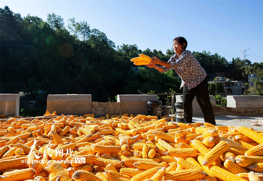 Guizhou: agricultores aproveitam o outono para fazer secagem de grãos