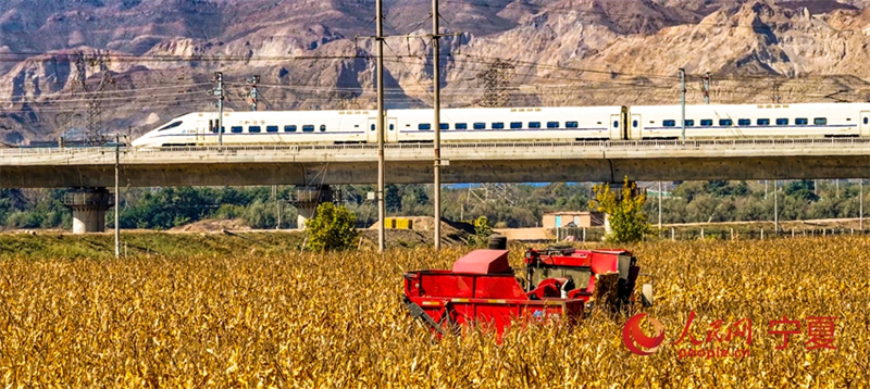 Galeria: colheita abundante ao longo da ferrovia de alta velocidade Baotou-Yinchuan