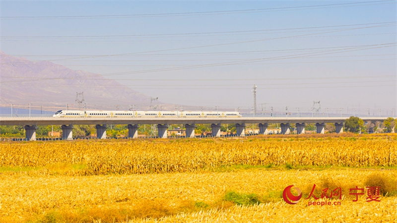 Galeria: colheita abundante ao longo da ferrovia de alta velocidade Baotou-Yinchuan