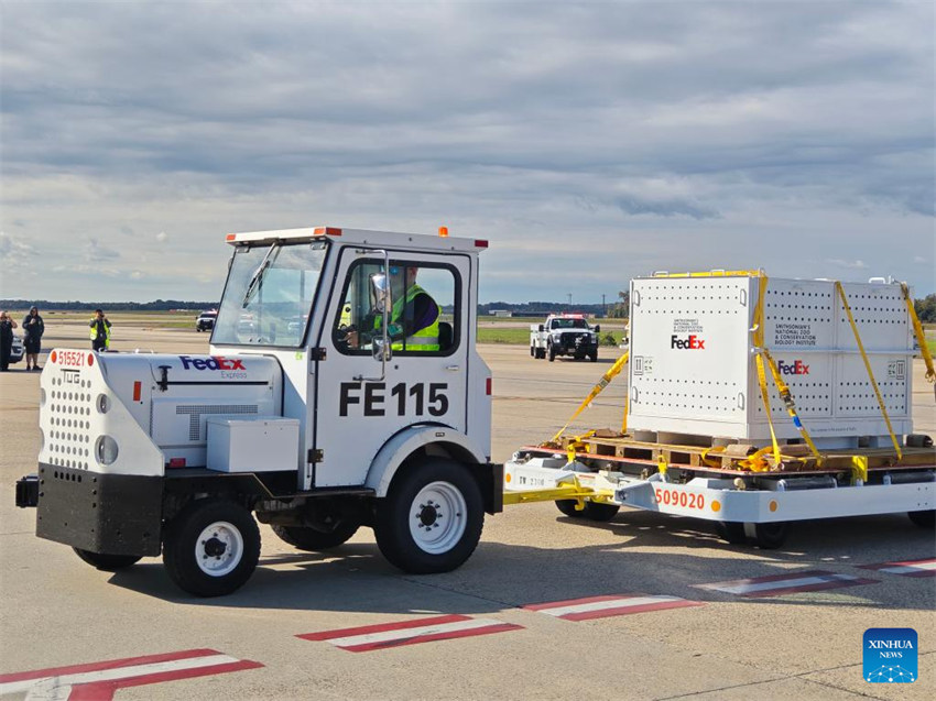 Dois pandas gigantes da China chegam a Washington, D.C.