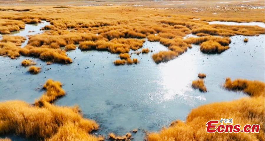 Milhares de aves migratórias descansam nos pântanos do lago Gascule, no noroeste da China