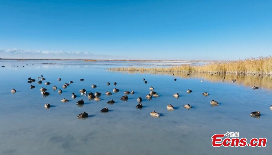 Milhares de aves migratórias descansam nos pântanos do lago Gascule, no noroeste da China