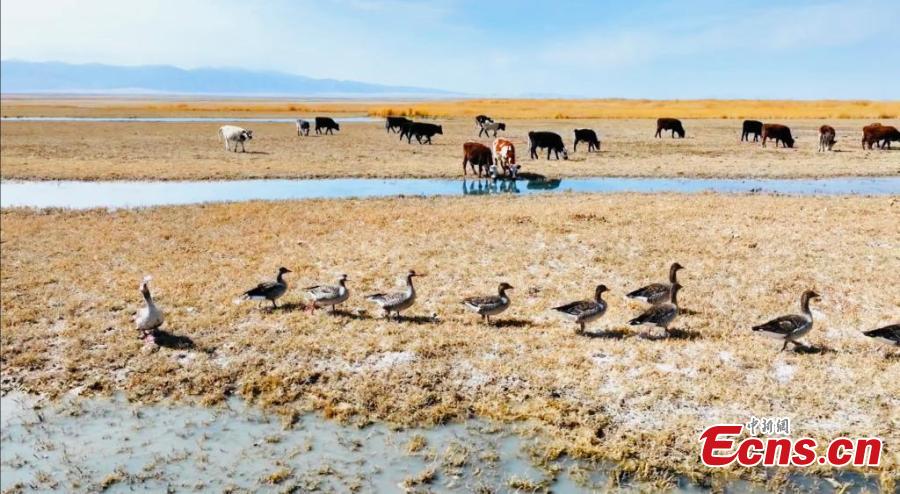 Milhares de aves migratórias descansam nos pântanos do lago Gascule, no noroeste da China