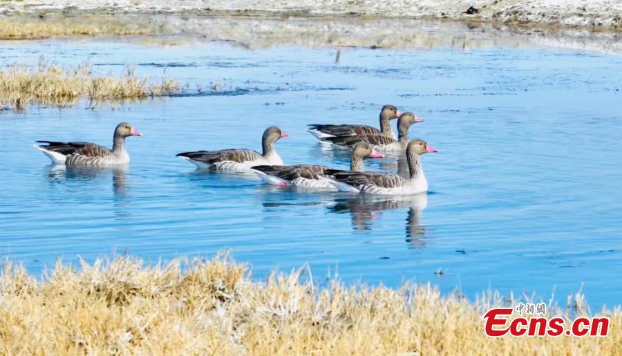 Milhares de aves migratórias descansam nos pântanos do lago Gascule, no noroeste da China