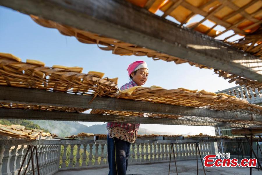 Galeria: temporada outonal de seca brotos de bambu tem início em Guangxi