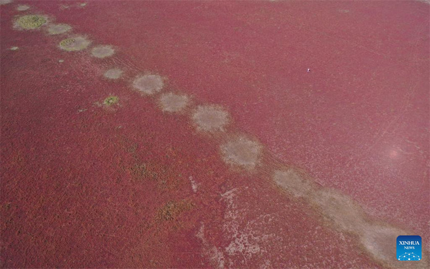 Galeria: vista aérea da zona úmida de Tiaozini em Yancheng, Jiangsu