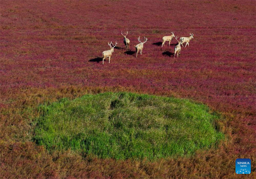 Galeria: vista aérea da zona úmida de Tiaozini em Yancheng, Jiangsu