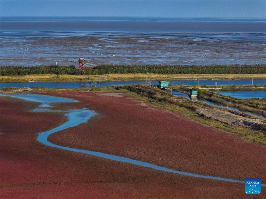 Galeria: vista aérea da zona úmida de Tiaozini em Yancheng, Jiangsu