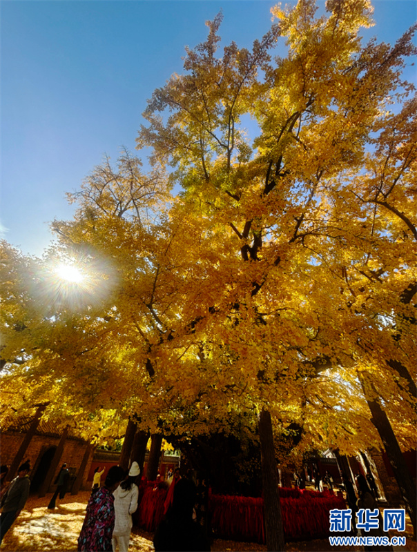 Árvore ginkgo de mil anos está em seu melhor período de visualização em Shandong