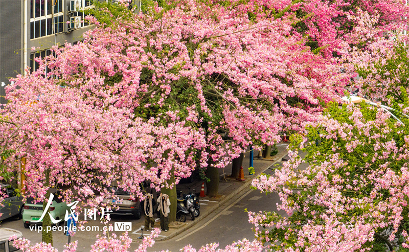 Liuzhou: estrada de flores cor-de-rosa se assemelha a uma pintura