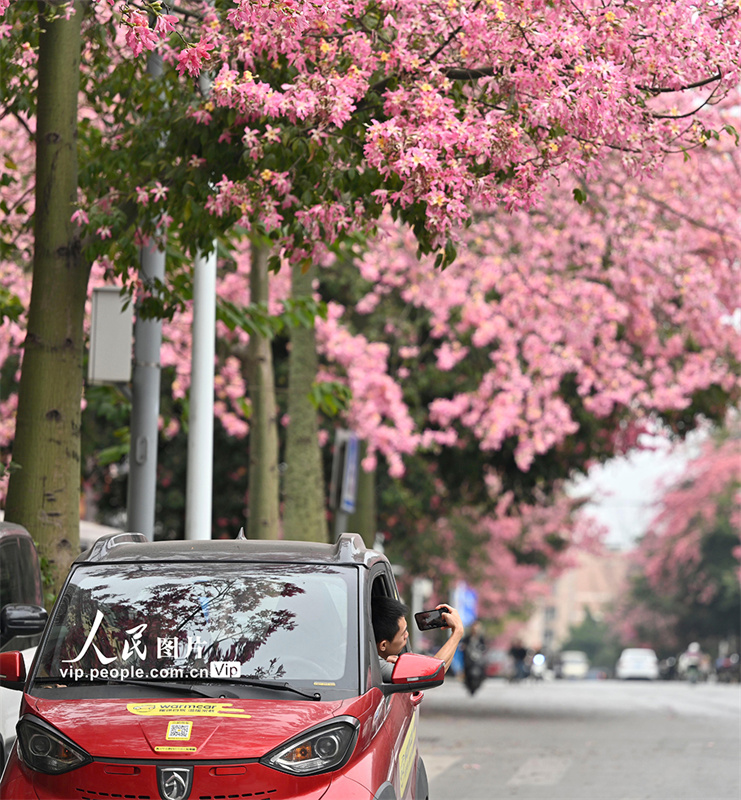 Liuzhou: estrada de flores cor-de-rosa se assemelha a uma pintura