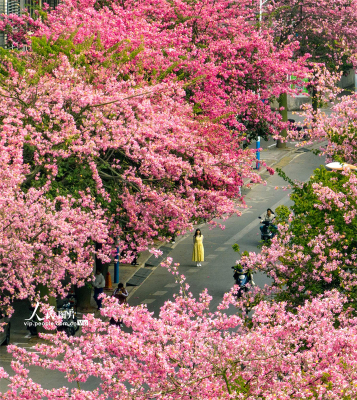 Liuzhou: estrada de flores cor-de-rosa se assemelha a uma pintura