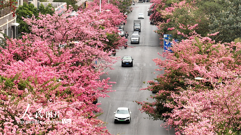 Liuzhou: estrada de flores cor-de-rosa se assemelha a uma pintura