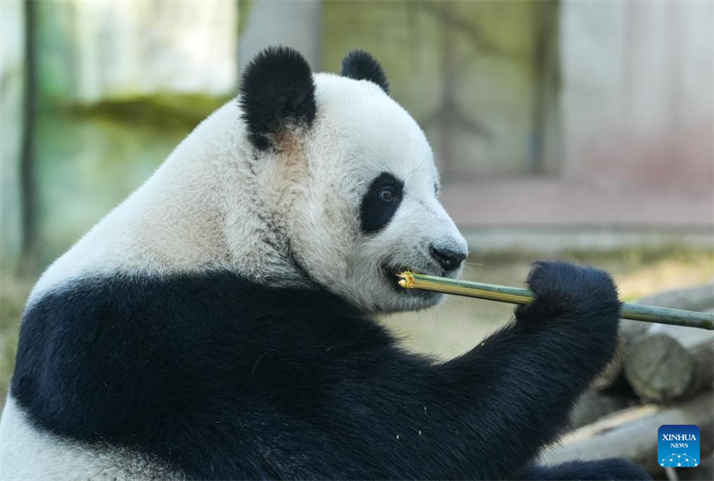 Galeria: pandas atraem visitantes no resort turístico de Nanjing, no leste da China