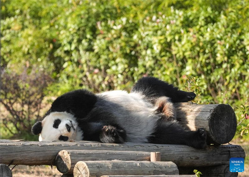 Galeria: pandas atraem visitantes no resort turístico de Nanjing, no leste da China