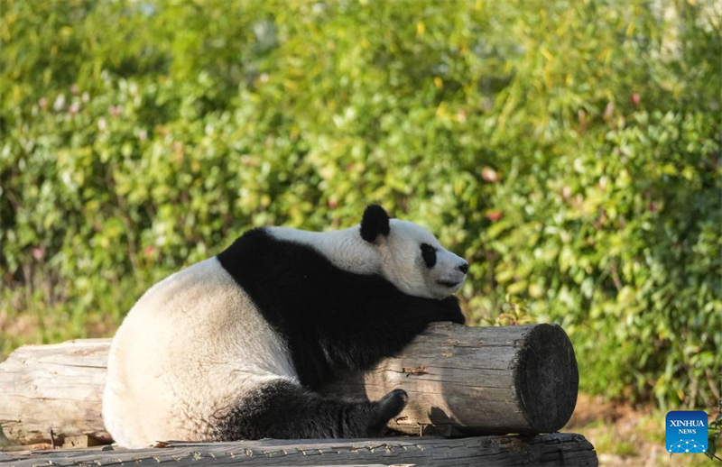 Galeria: pandas atraem visitantes no resort turístico de Nanjing, no leste da China