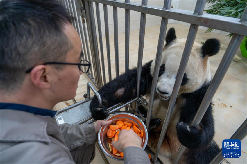 Fu Bao sob observação após comportamento anormal