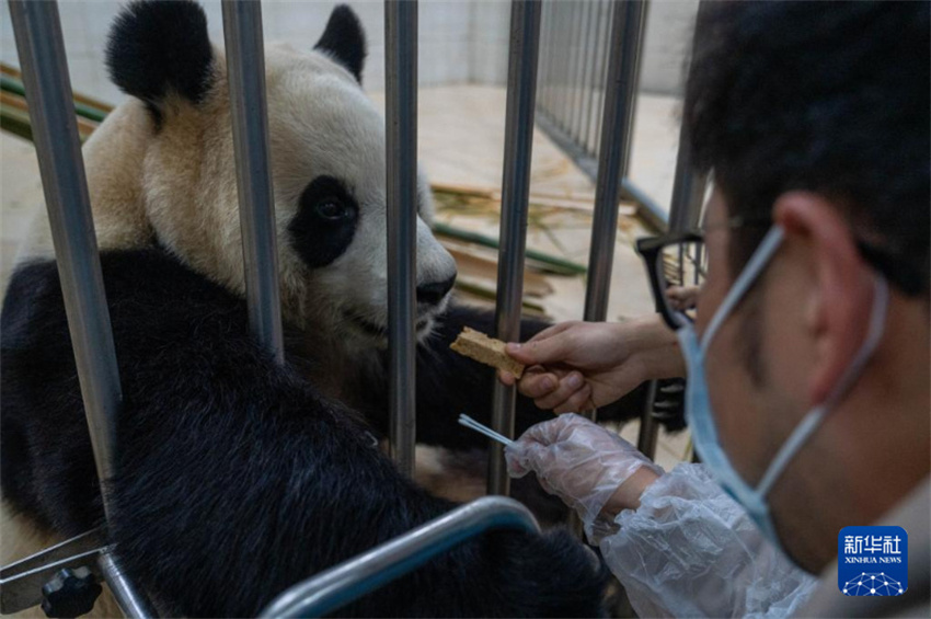 Fu Bao sob observação após comportamento anormal