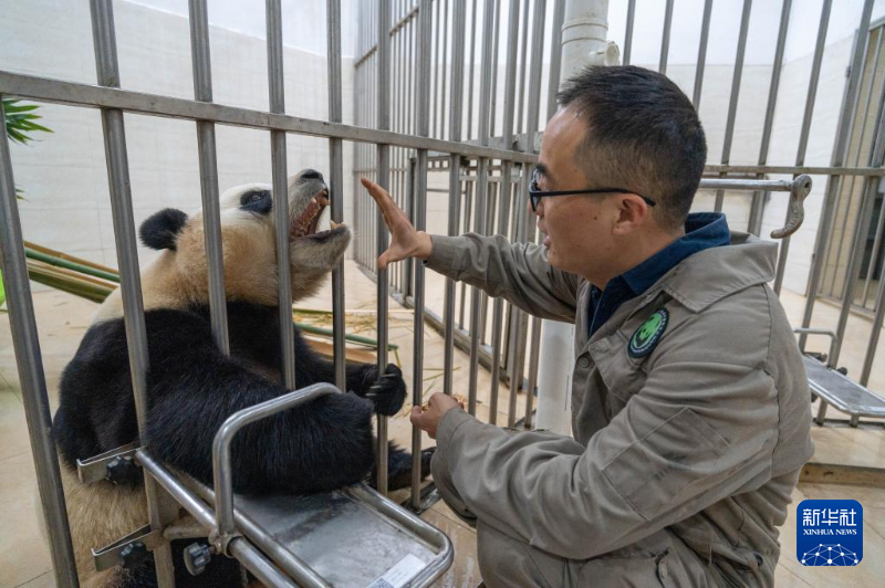 Fu Bao sob observação após comportamento anormal