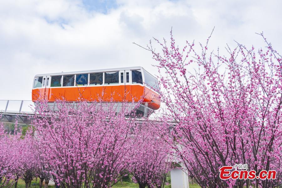 Vagão turístico realiza trajeto entre flores florescentes em Chongqing