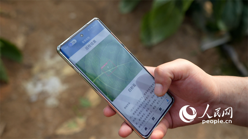 Cão-robô com inteligência artificial utilizado em estufas de vegetais em Shandong