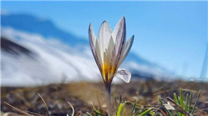 "Primeira flor da primavera" desabrocha em XinjiangLírios selvagens, também conhecidos como flores de gelo, as primeiras flores da primavera em Xinjiang, florescem em prados a altitudes entre 1.200 e 3.000 metros, na Prefeitura Autônoma Cazaque de Ili, na Região Autônoma Uigur de Xinjiang. 