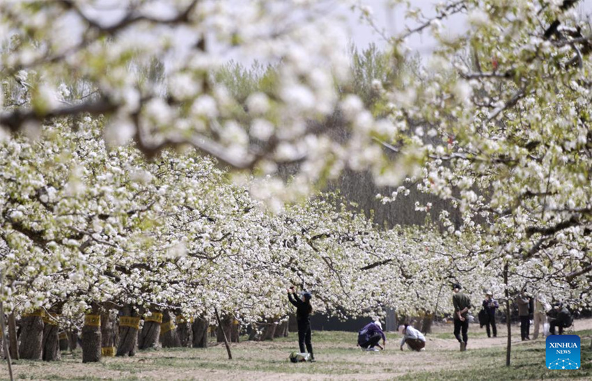 Chegada da primavera impulsiona turismo em toda a China