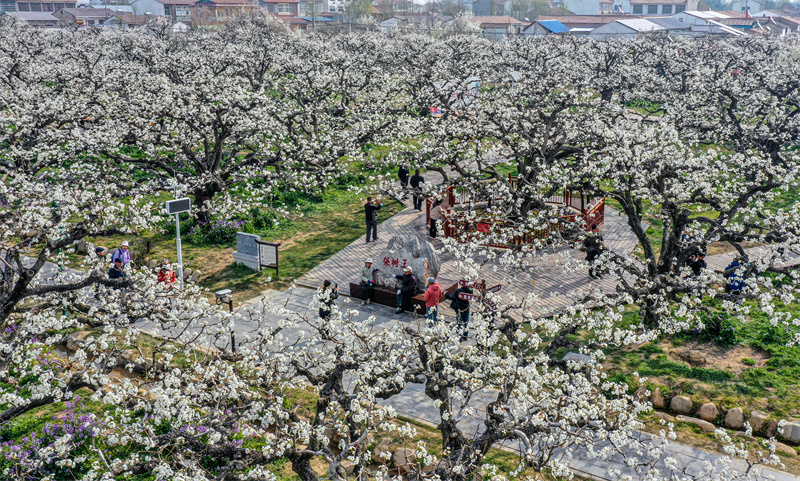 Anhui: flores de pereira desabrocham em Dangshan