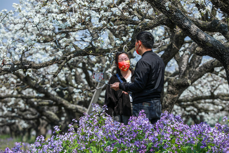 Anhui: flores de pereira desabrocham em Dangshan