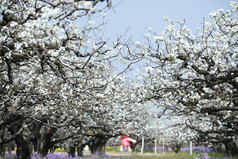 Anhui: flores de pereira desabrocham em Dangshan