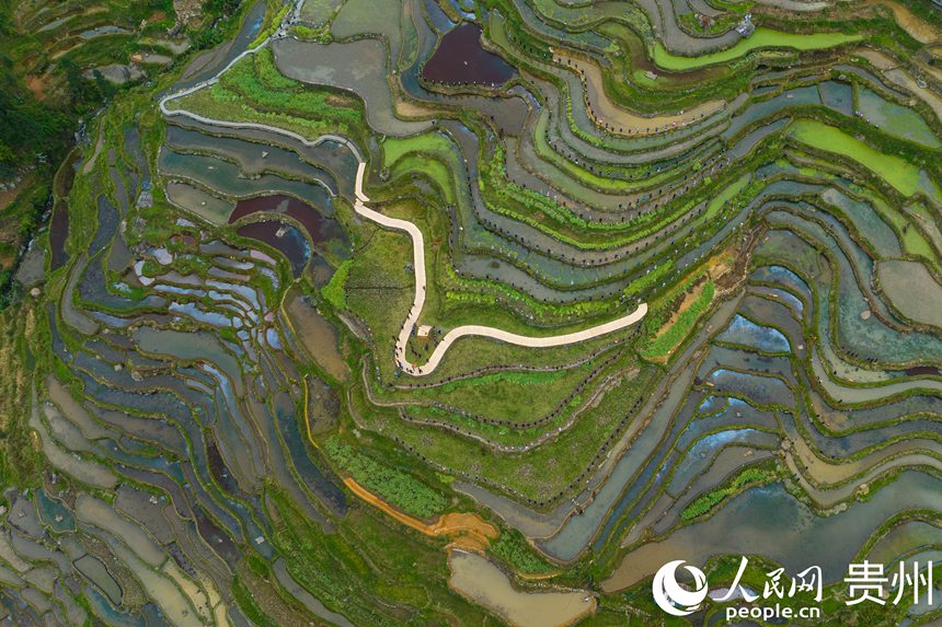 Guizhou: cerimônia tradicional assinala início da colheita nos arrozais de Jiabang