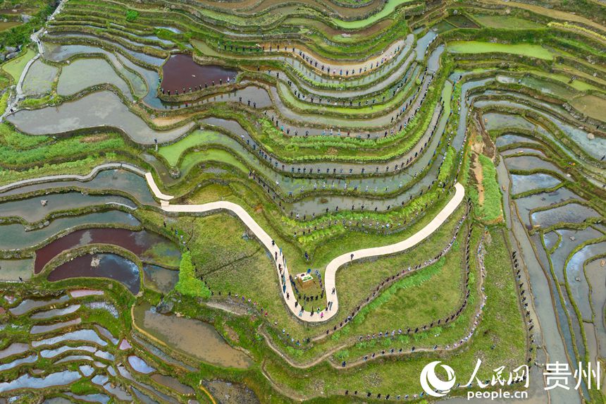 Guizhou: cerimônia tradicional assinala início da colheita nos arrozais de Jiabang