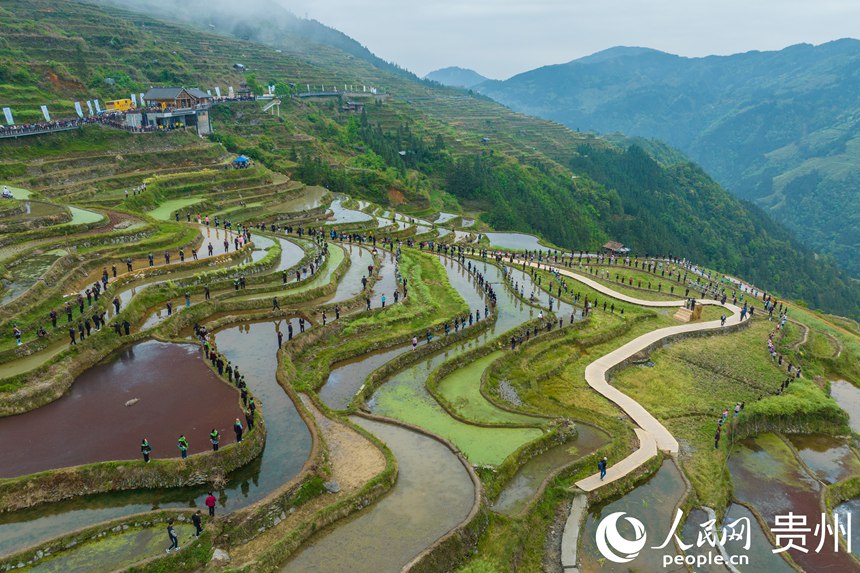 Guizhou: cerimônia tradicional assinala início da colheita nos arrozais de Jiabang