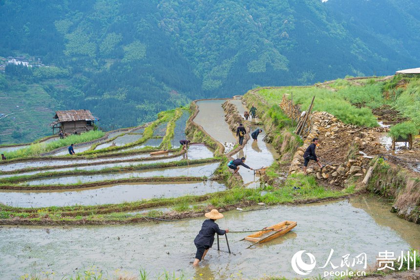 Guizhou: cerimônia tradicional assinala início da colheita nos arrozais de Jiabang