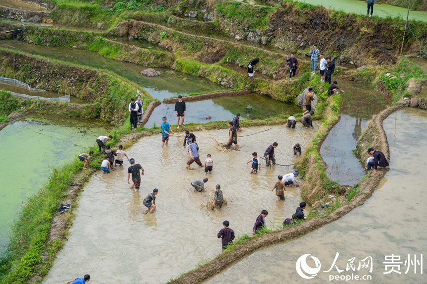 Guizhou: cerimônia tradicional assinala início da colheita nos arrozais de Jiabang